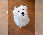 Rumi - Female Poodle (Toy) Dog for Adoption - Small photo