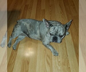 Mother of the French Bulldog puppies born on 04/12/2025