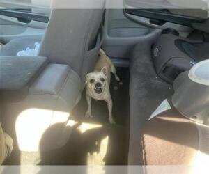 Chihuahua-Unknown Mix Dogs for adoption in San Antonio, TX, USA