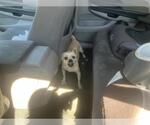RAMSES - Male Chihuahua-Unknown Mix Dog for Adoption - Small photo