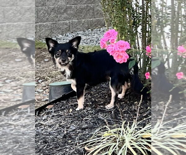 Medium Photo #3 Chihuahua Puppy For Sale in Conway, AR, USA