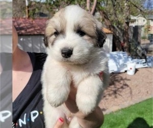 Great Pyrenees Puppy for sale in COLORADO SPRINGS, CO, USA