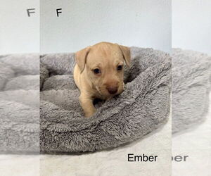 American Pit Bull Terrier-Miniature Schnauzer Mix Dogs for adoption in Oak Bluffs, MA, USA