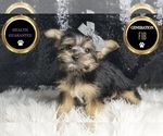 Puppy Bebop F1B Morkie