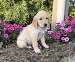 Small #3 Golden Retriever