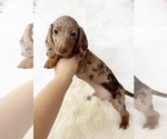 Small #11 Dachshund