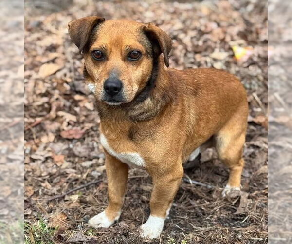 Medium Photo #1 Mutt Puppy For Sale in Canton, CT, USA