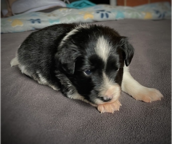 Medium Photo #1 Border Collie-Papillon Mix Puppy For Sale in CULPEPER, VA, USA