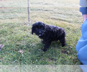 Cavalier King Charles Spaniel-Poodle (Toy) Mix Puppy for sale in EVART, MI, USA