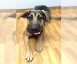 Small #4 German Shepherd Dog Mix