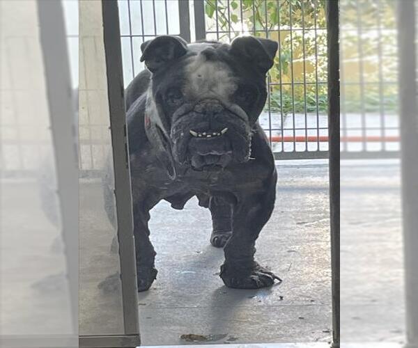 Medium Photo #1 Bulldog Puppy For Sale in Tracy, CA, USA