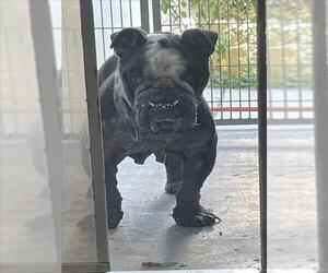 Bulldog Dogs for adoption in Tracy, CA, USA