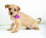 Small #2 Mutt