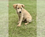 Small #4 Retriever  Mix