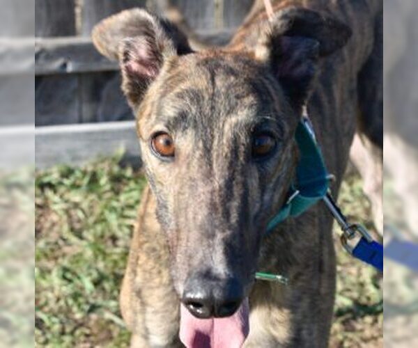 Medium Photo #1 Greyhound Puppy For Sale in Grandville, MI, USA