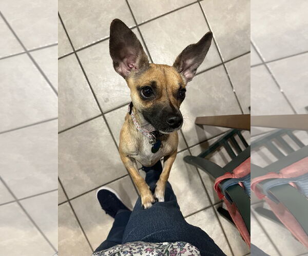 Medium Photo #3 Chihuahua-Unknown Mix Puppy For Sale in Bellevue, WA, USA