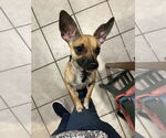 Small #2 Chihuahua Mix