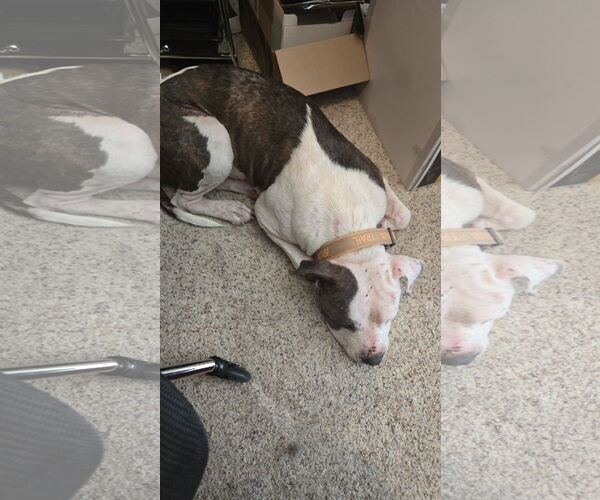 Medium Photo #9 Staffordshire Bull Terrier-Unknown Mix Puppy For Sale in The Woodlands, TX, USA