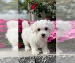Small #6 Coton de Tulear