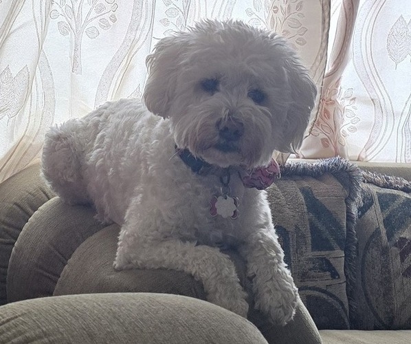 Medium Photo #1 Schnoodle (Standard) Puppy For Sale in WEST PALM BEACH, FL, USA