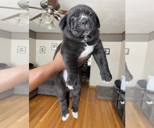 Cane Corso-German Shepherd Dog Mix Puppy for sale in DICKSON CITY, PA, USA
