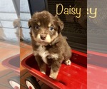 Small Photo #1 Australian Shepherd Puppy For Sale in JEFFERSONTOWN, KY, USA
