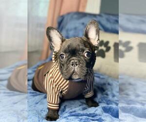 French Bulldog Puppy for sale in BOSTON, MA, USA