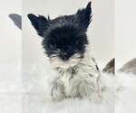 Small #15 Yorkshire Terrier
