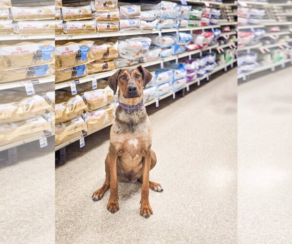 Medium Photo #10 Doberman Pinscher-Unknown Mix Puppy For Sale in Sandy, UT, USA