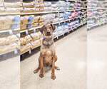 Small #9 Doberman Pinscher Mix