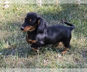 Dachshund Puppy for sale in CLARK, MO, USA