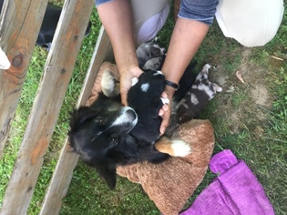 Australian Shepherd Puppy for sale in PORTLAND, OR, USA