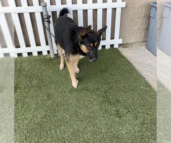 Medium Photo #1 German Shepherd Dog Puppy For Sale in Modesto, CA, USA