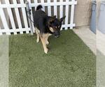 WRANGLER - Male German Shepherd Dog Dog for Adoption - Small photo