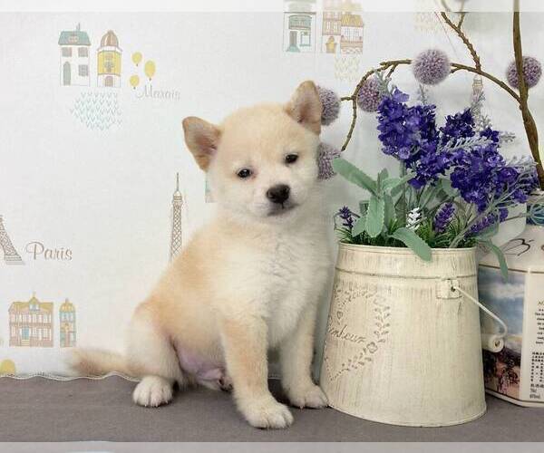 Medium Photo #4 Shiba Inu Puppy For Sale in IRVINE, CA, USA