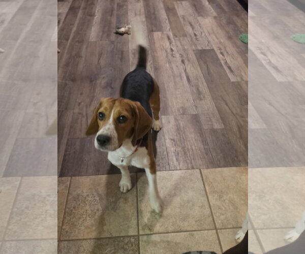 Medium Photo #8 Beagle Puppy For Sale in Las Vegas, NV, USA