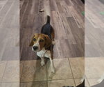 Small #7 Beagle