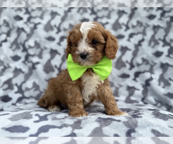 Medium Photo #7 Cavapoo (Miniature) Puppy For Sale in LAKELAND, FL, USA