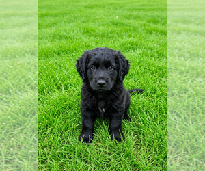 Medium Cocker Spaniel-Sheepadoodle Mix
