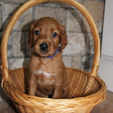 Medium Photo #2 Irish Setter Puppy For Sale in BEARTOWN, PA, USA