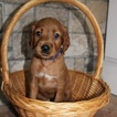 Small Photo #2 Irish Setter Puppy For Sale in BEARTOWN, PA, USA