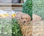 Small #3 Cavapoo (Miniature)