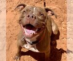 Small #332 American Pit Bull Terrier Mix