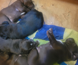 Labradinger Litter for sale in NEW CONCORD, OH, USA