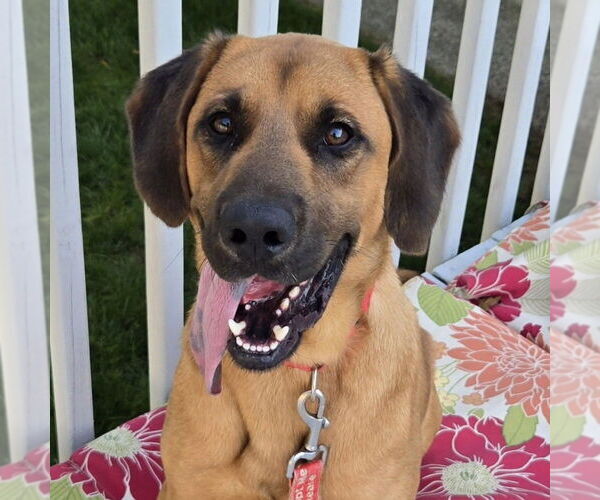Medium Photo #6 Bloodhound-Unknown Mix Puppy For Sale in Canton, CT, USA