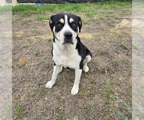 Medium Photo #1 American Staffordshire Terrier Puppy For Sale in San Antonio, TX, USA