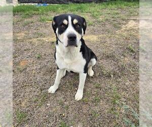 American Staffordshire Terrier Dogs for adoption in San Antonio, TX, USA