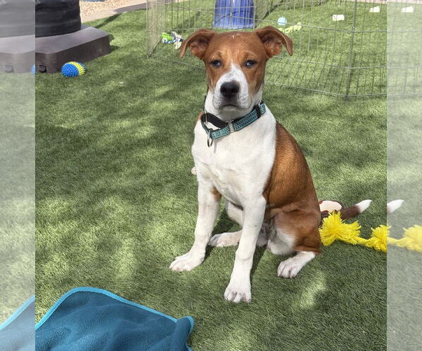 Medium Photo #1 Beagle-Unknown Mix Puppy For Sale in Chandler, AZ, USA