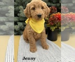 Puppy JENNY Goldendoodle