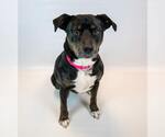 Small #9 Labrador Retriever Mix